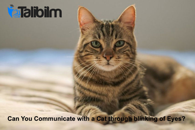 Can you communicate with a cat through blinking of eyes?